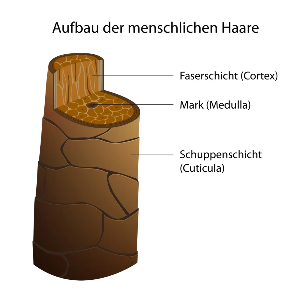 aufbau haare